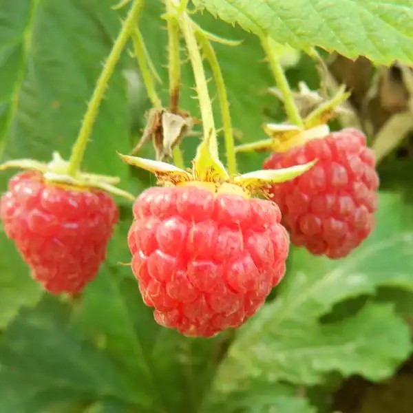 Polka (folytontermő) málnatő